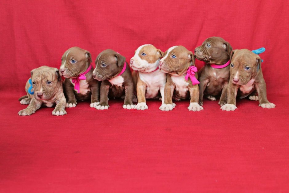 Питбуль щенок