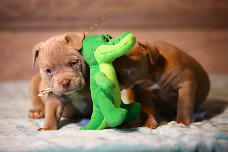 Американский питбультерьер и Новорожденные дети