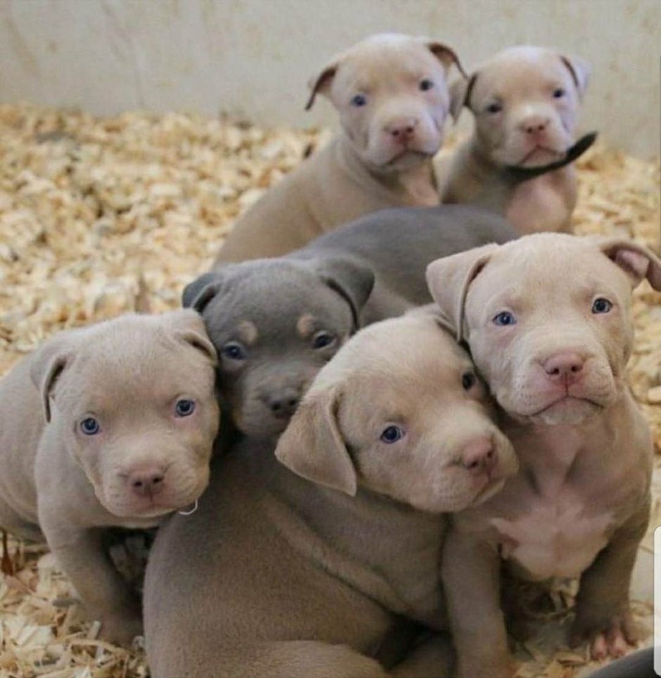 Питбуль трехцветный фото