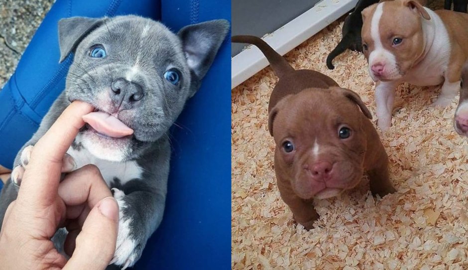 Питбуль щенок голубого окраса