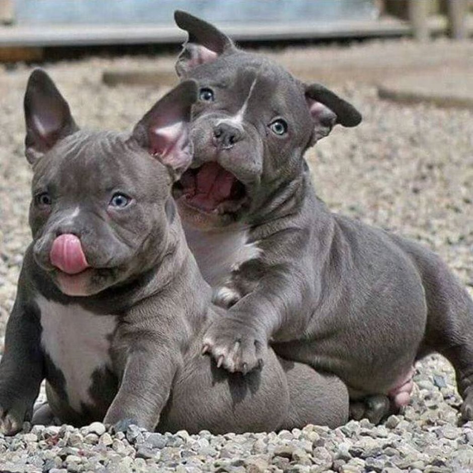 Американ Булл и Дрим питомник