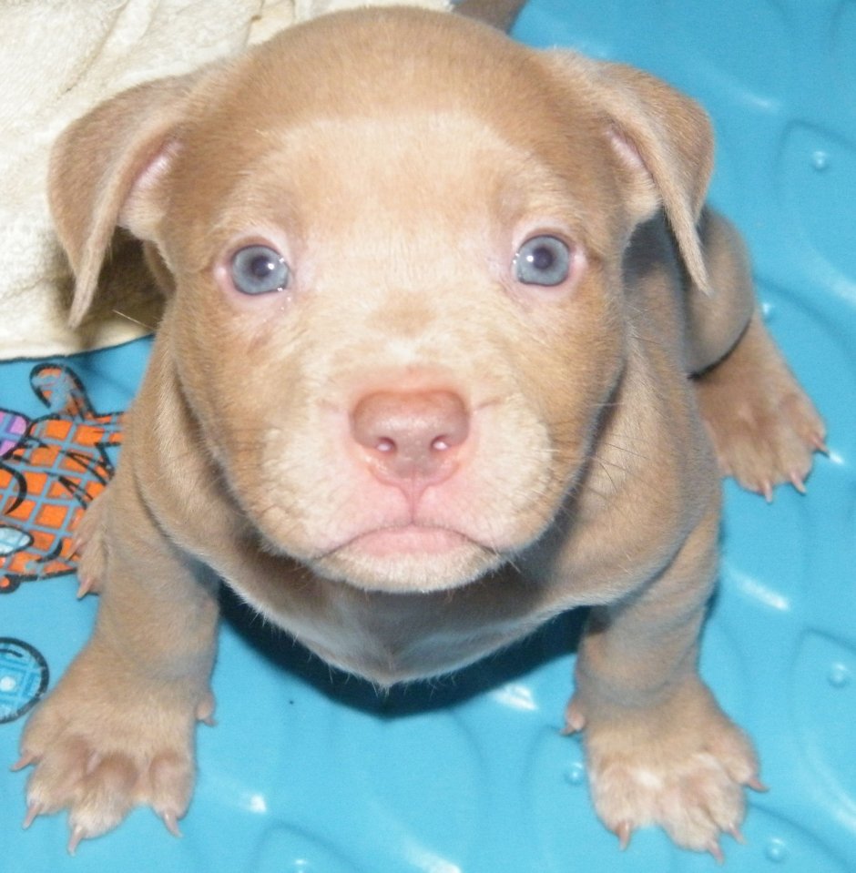 Голубоглазый булли