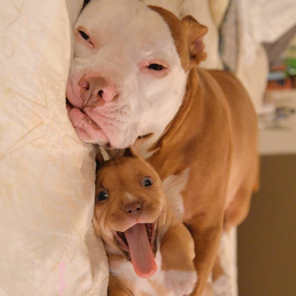 Новорожденные щенки питбультерьер