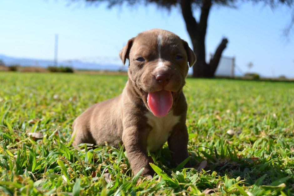 Blue nose Pitbull