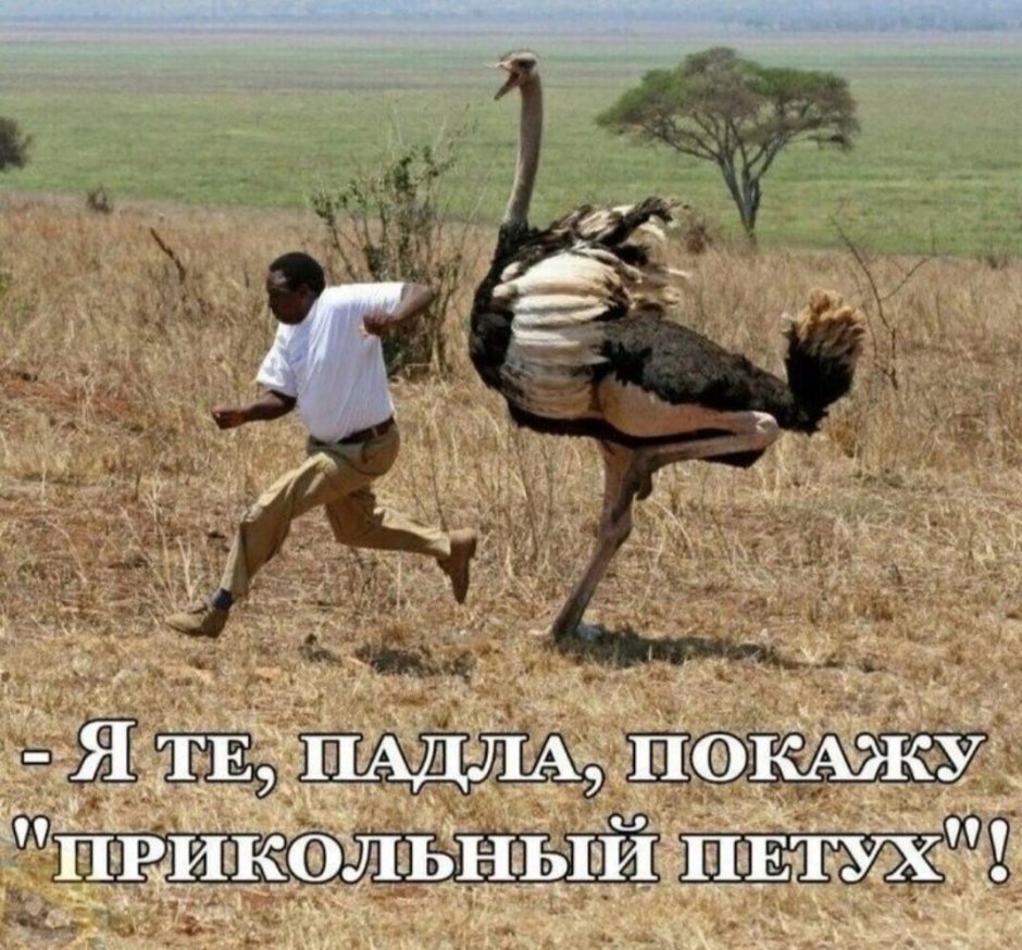 Общипанный попугай