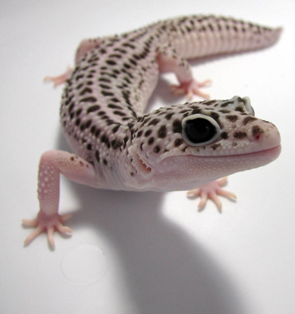 Обыкновенный Тритон (Triturus vulgaris)