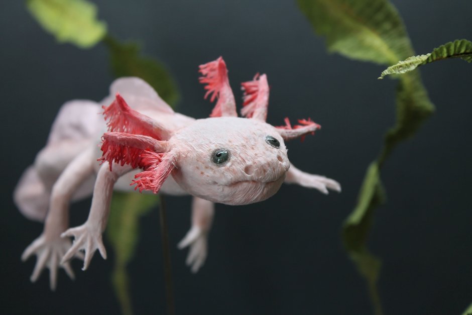 Ушастая круглоголовка (Phrynocephalus mystaceus