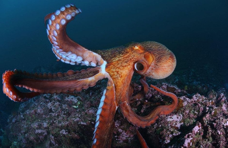 Морские головоногие моллюски