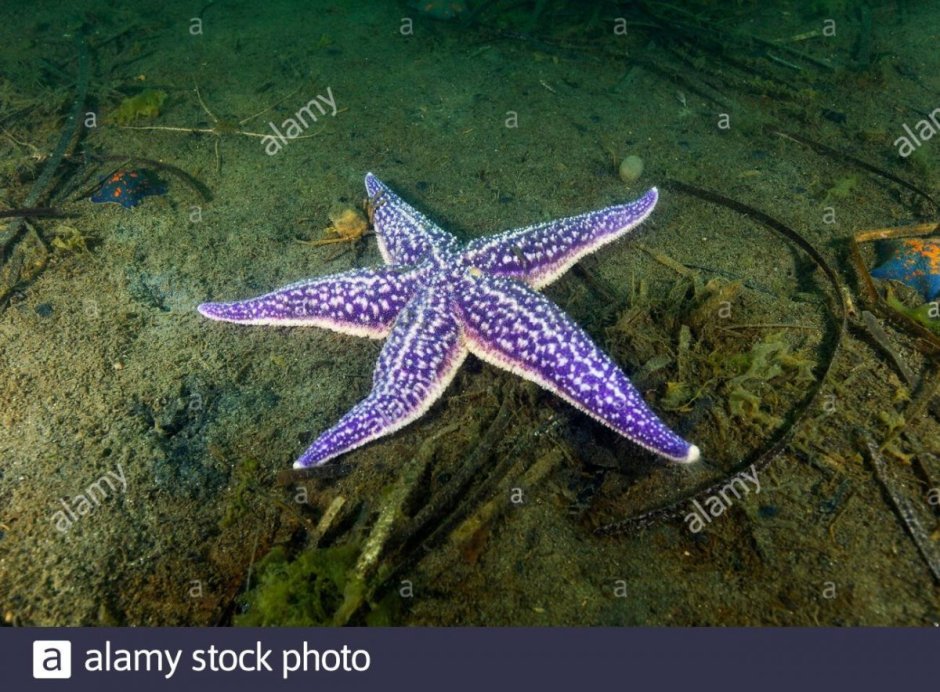 Астерия Амурская морская звезда