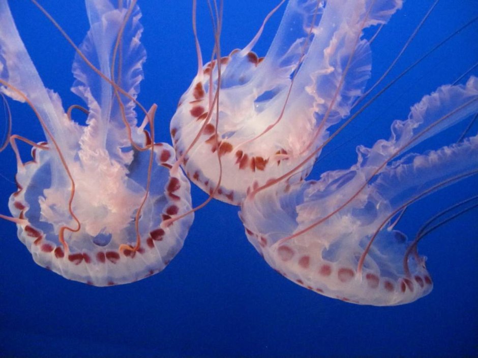Морские животные японского моря