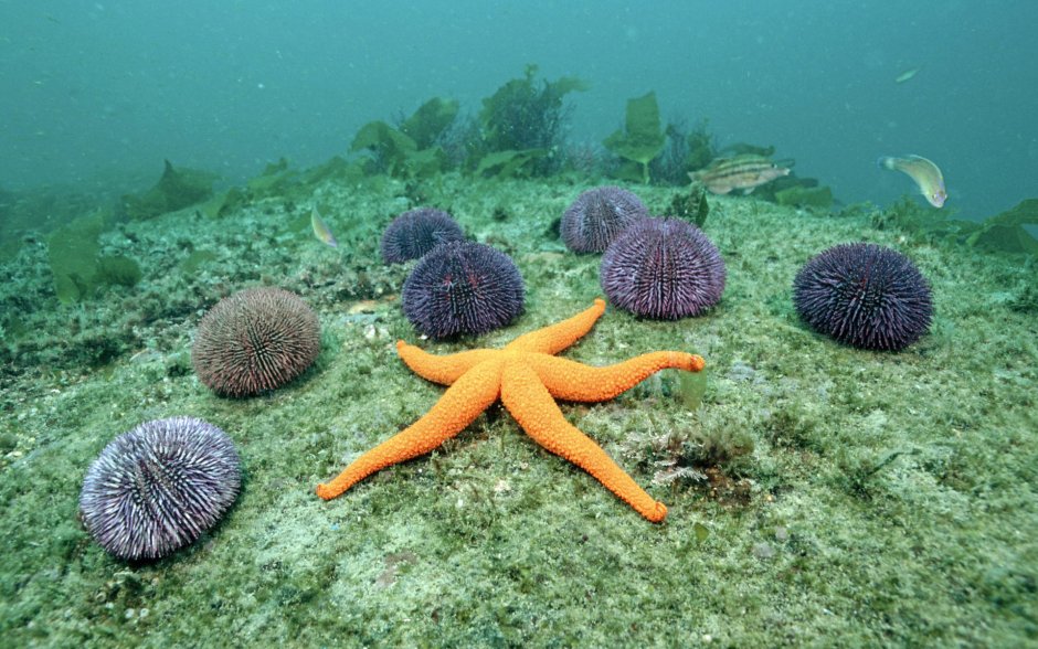 Бентос морской еж