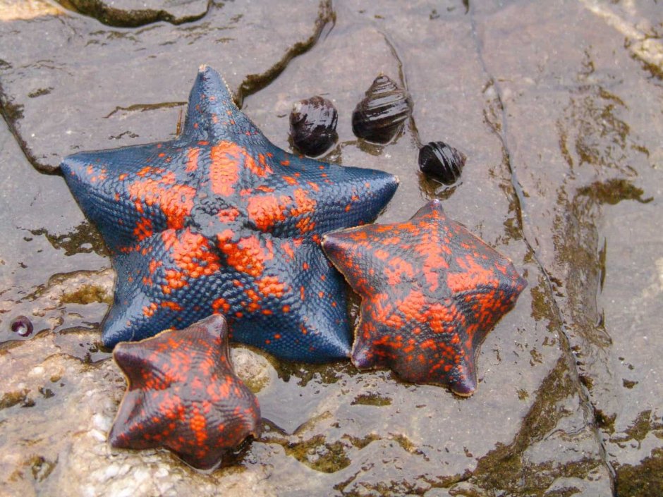 Амурская морская звезда (Asterias amurensis)