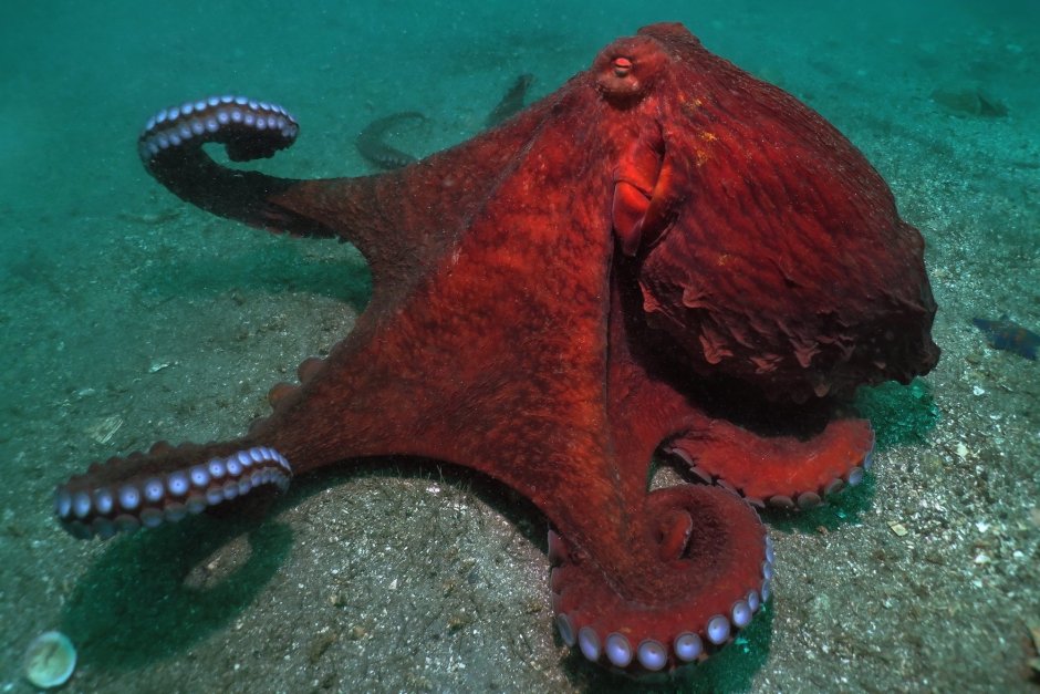 Обитатели японского моря