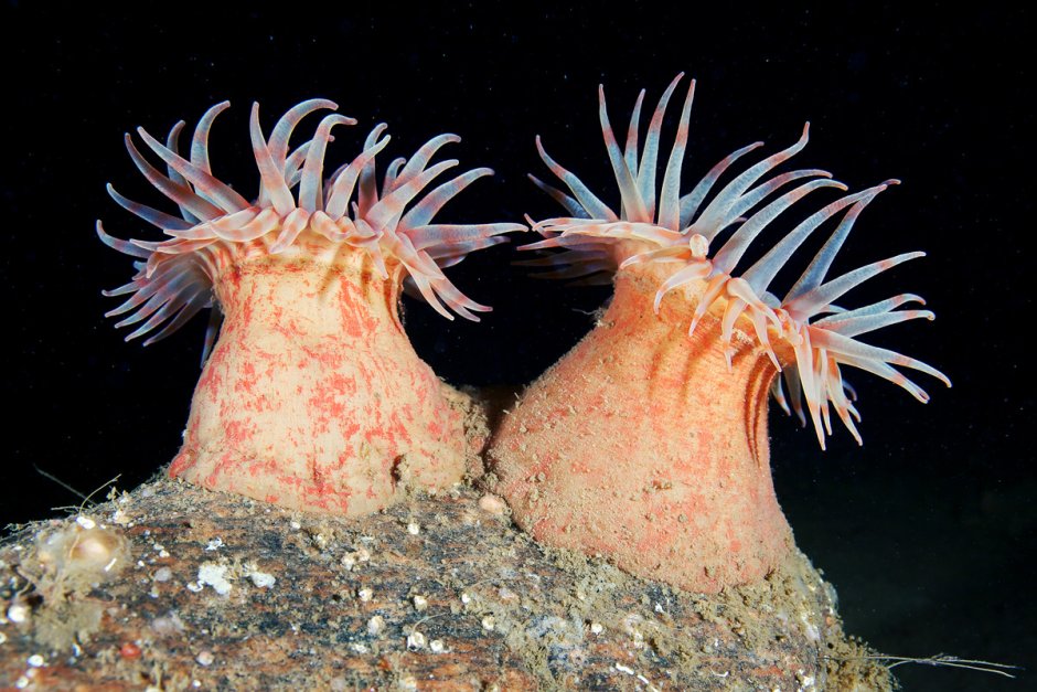 Актиния Северное море