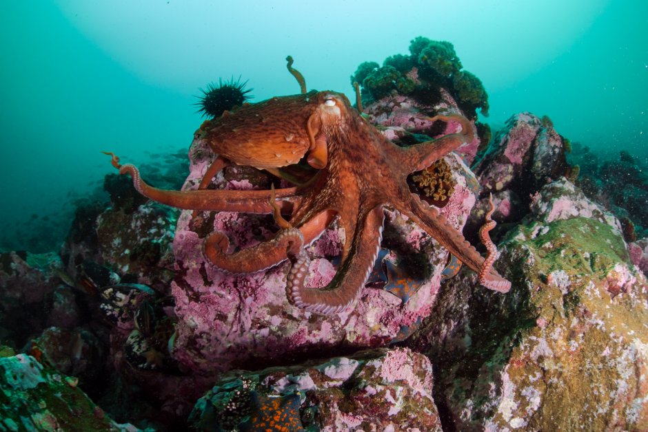 Дальневосточный морской заповедник осьминог
