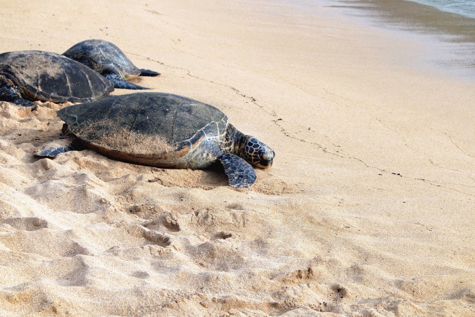 Кожистая черепаха (лат. Dermochelys coriacea)