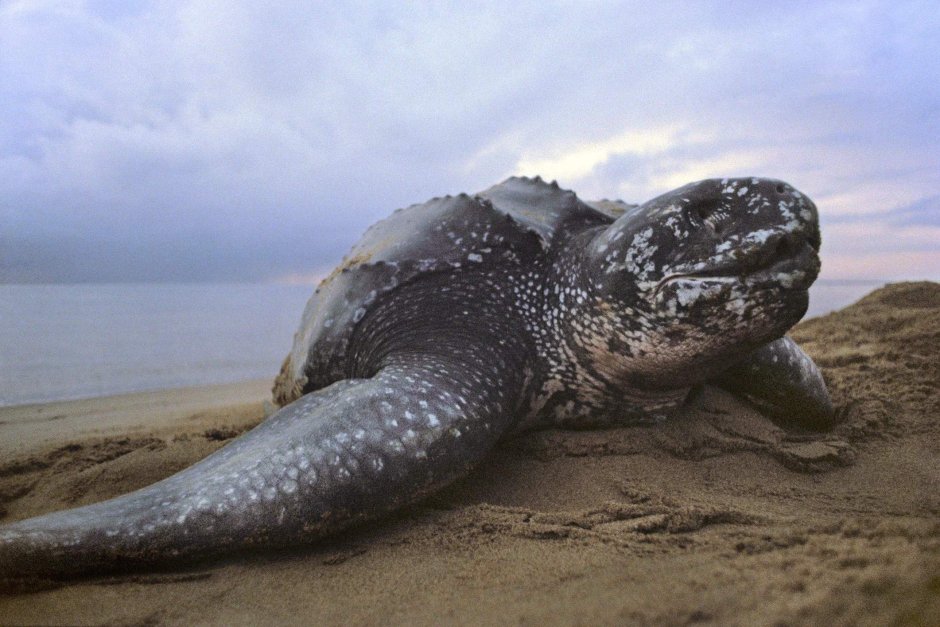 Leatherback Sea Turtle