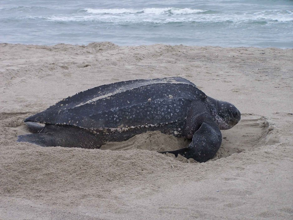 Кожистая черепаха Dermochelys coriacea
