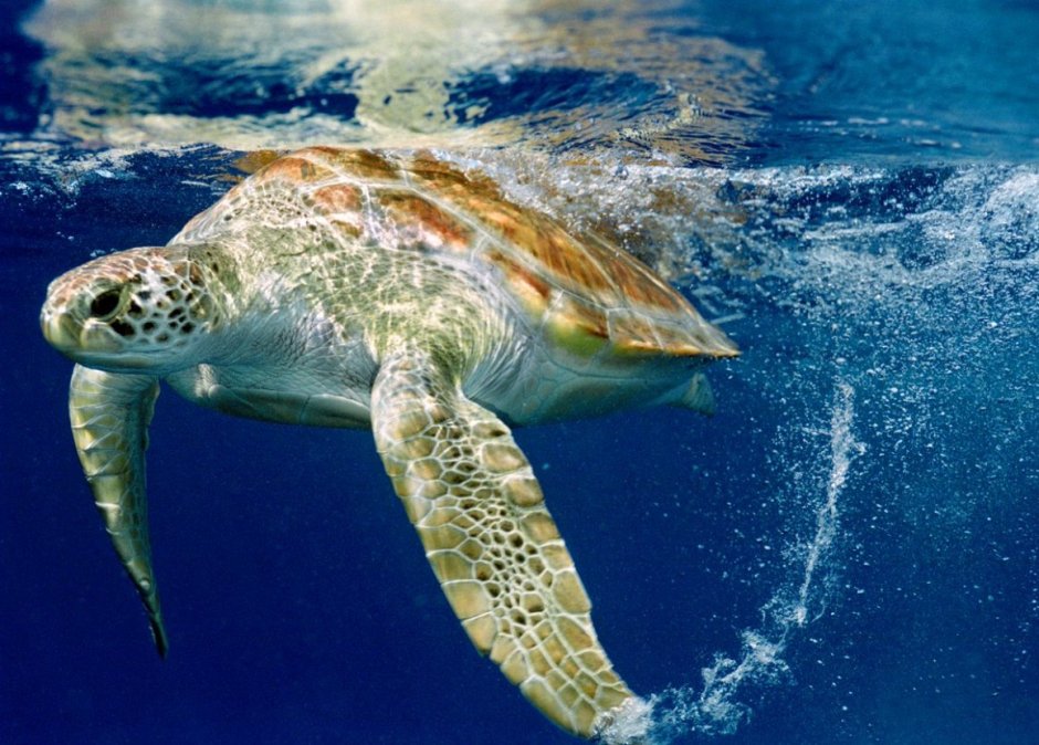 Leatherback Sea Turtle