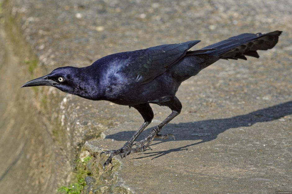 Quiscalus mexicanus
