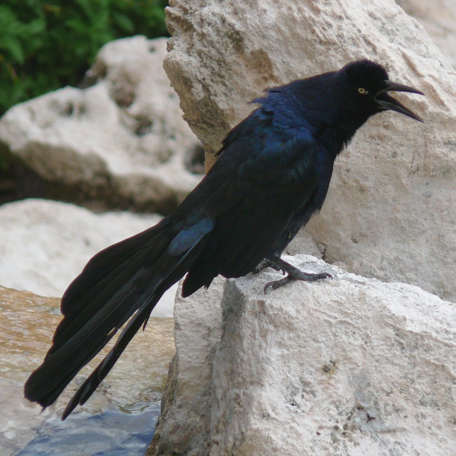 Quiscalus mexicanus