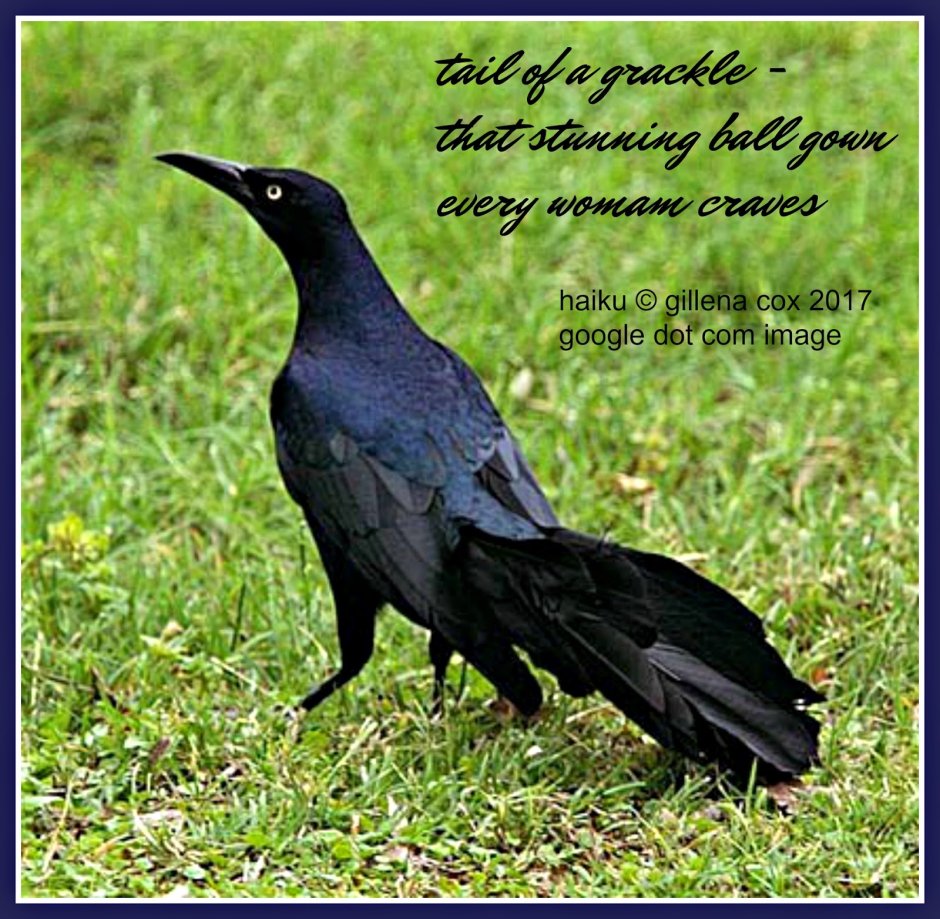 Tristan's Grackle пение