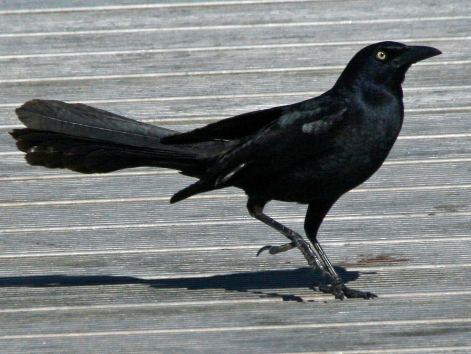 Common Grackle птица