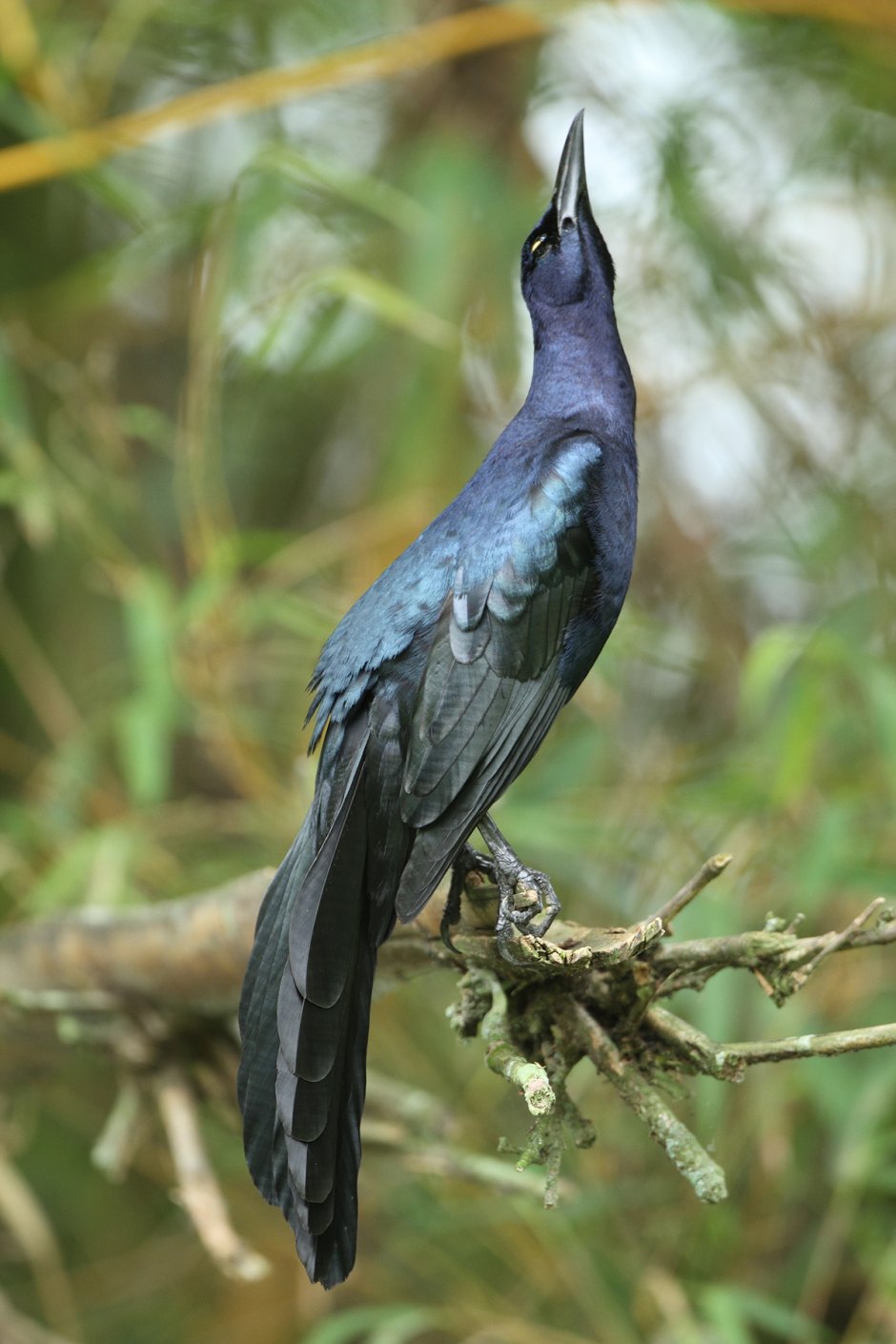 Quiscalus Major