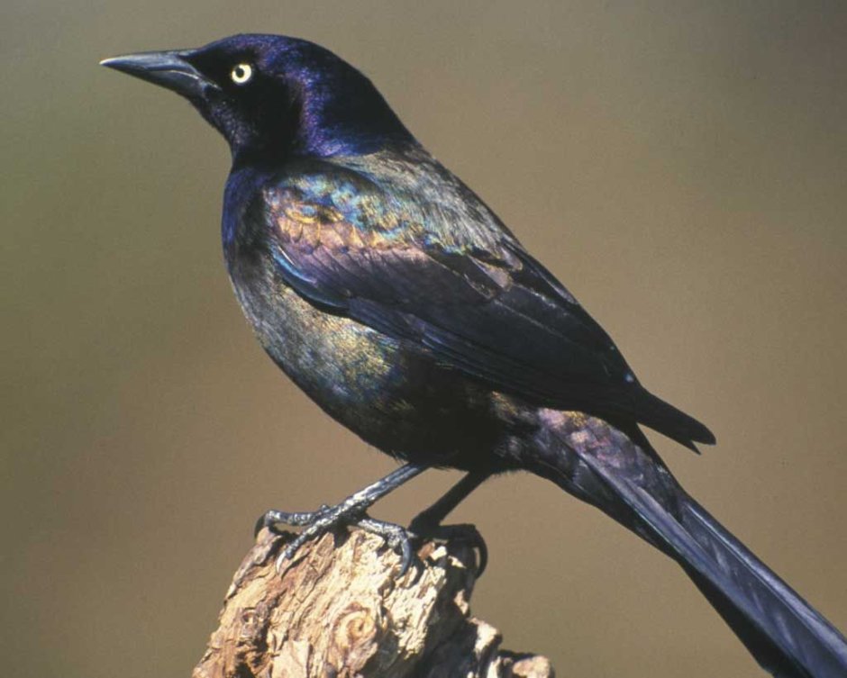 Quiscalus Major