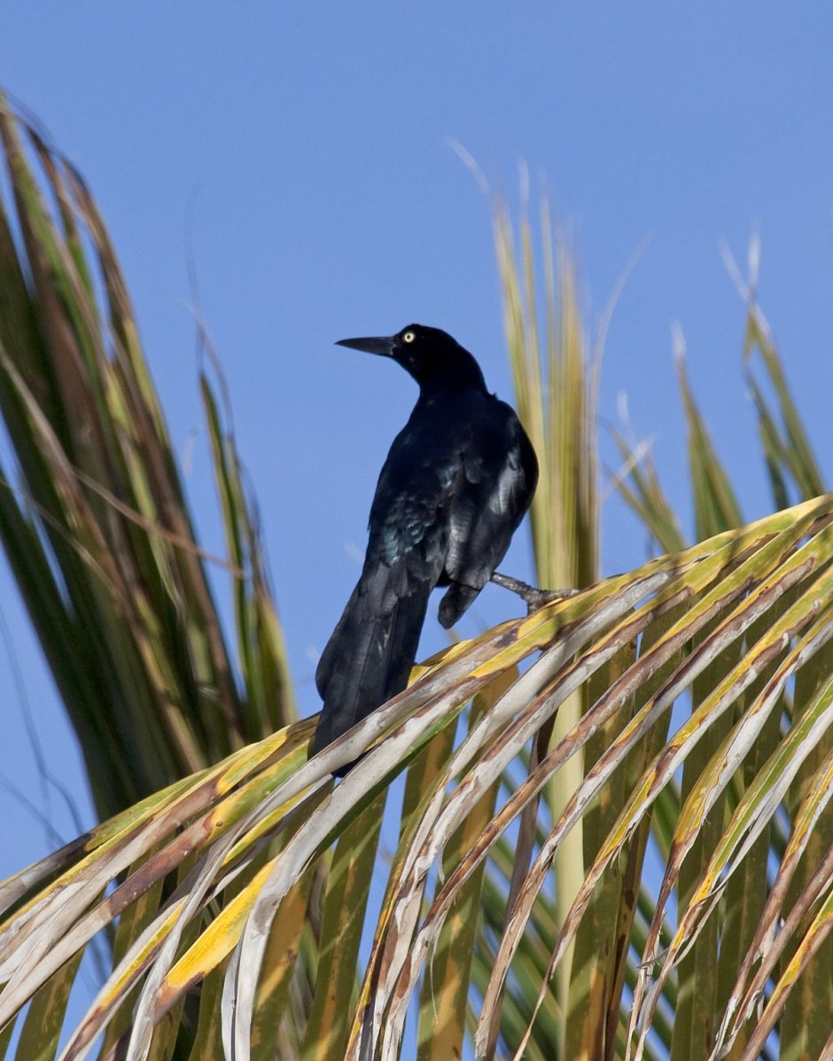 Quiscalus mexicanus