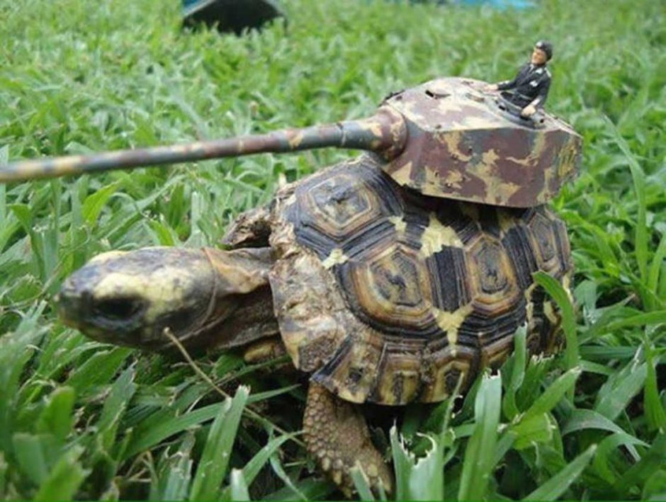 Прикольная черепаха