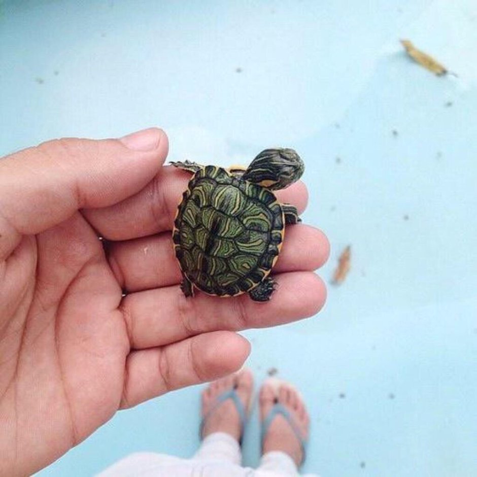 Средиземноморская черепаха Testudo Graeca