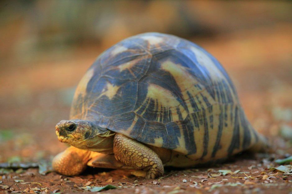 Radiant Turtles