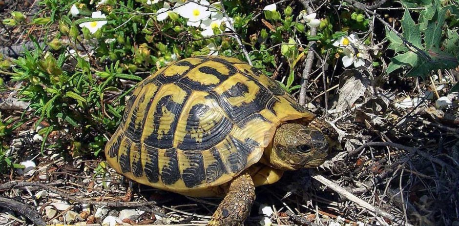 Как переводится Tortoise