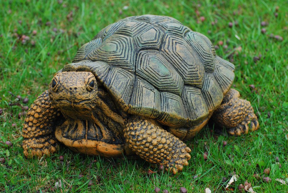 Turtle vs Tortoise разница