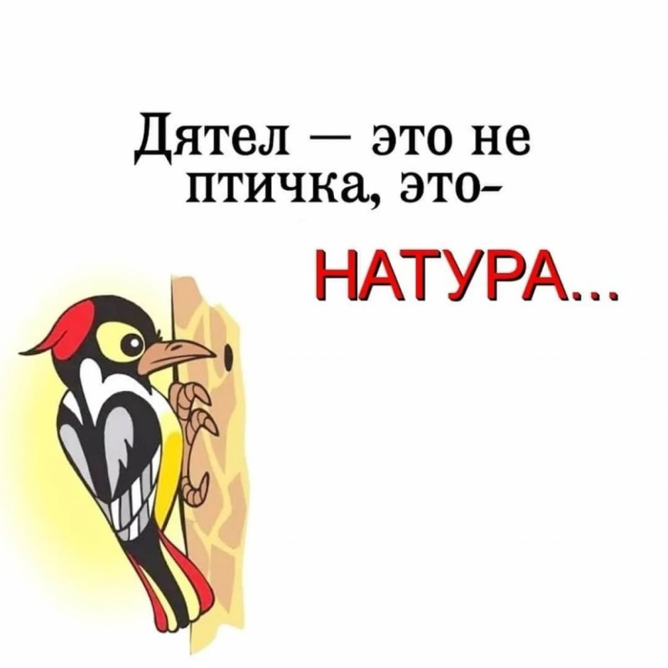 Строение клюва дятла