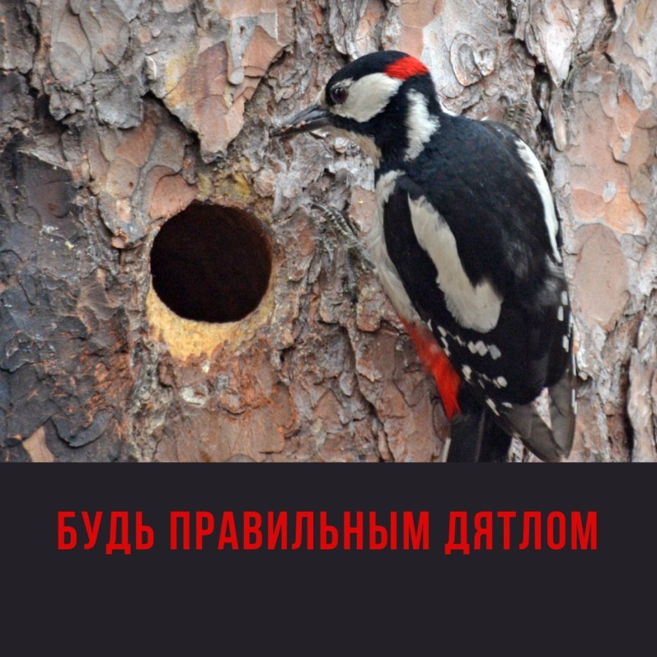 Гнездо пестрого дятла
