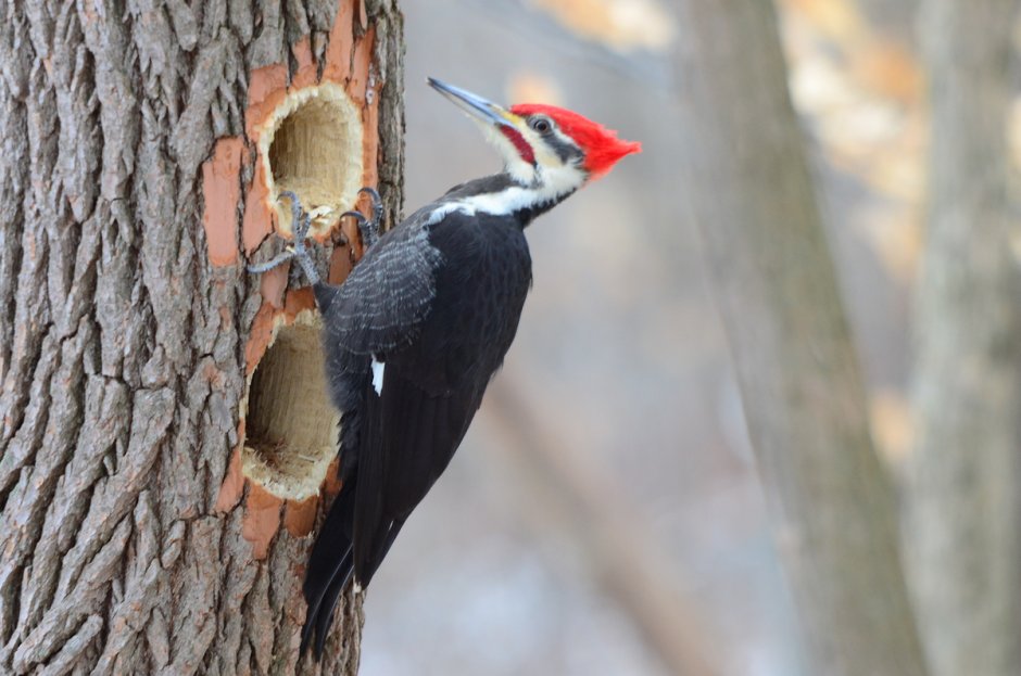Pileated Woodpecker