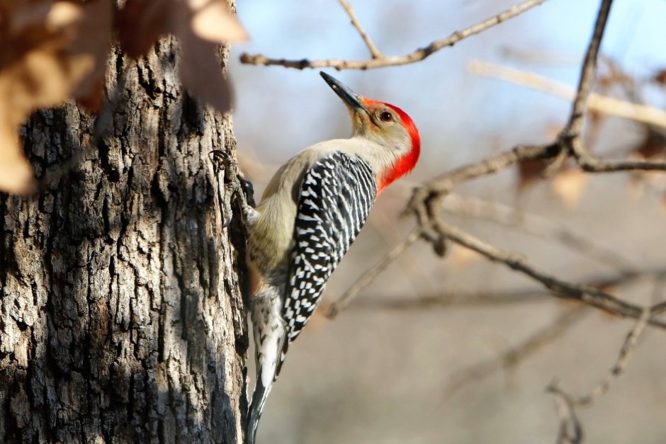 Picus squamatus