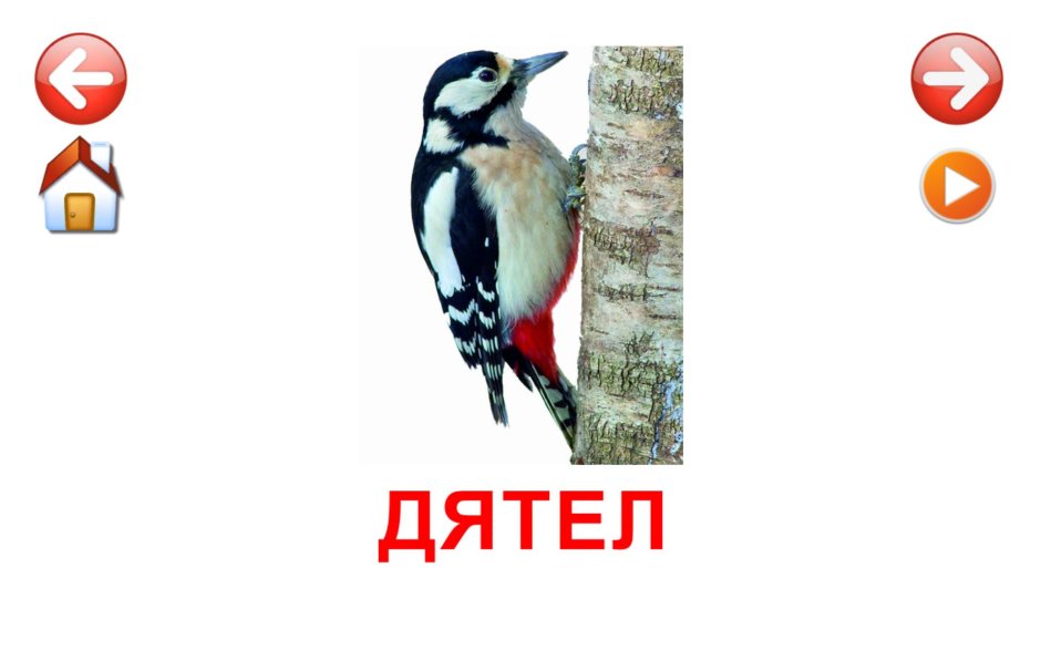 Хохлатый Красношапочный дятел