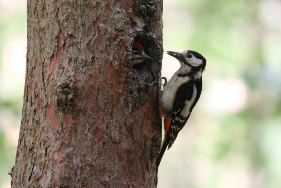 Pajaro Sonador смотреть
