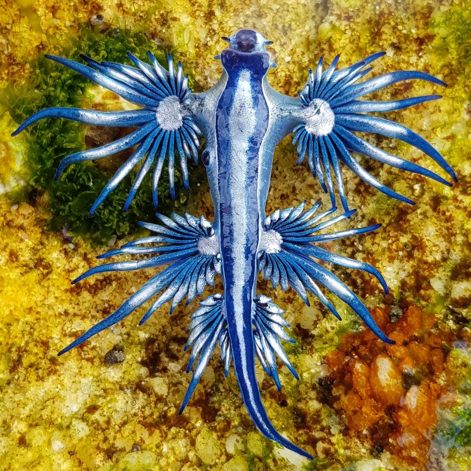 Glaucus Atlanticus синий дракон