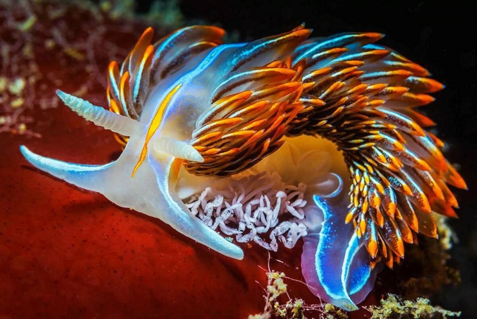 Glaucus Atlanticus голубой дракон