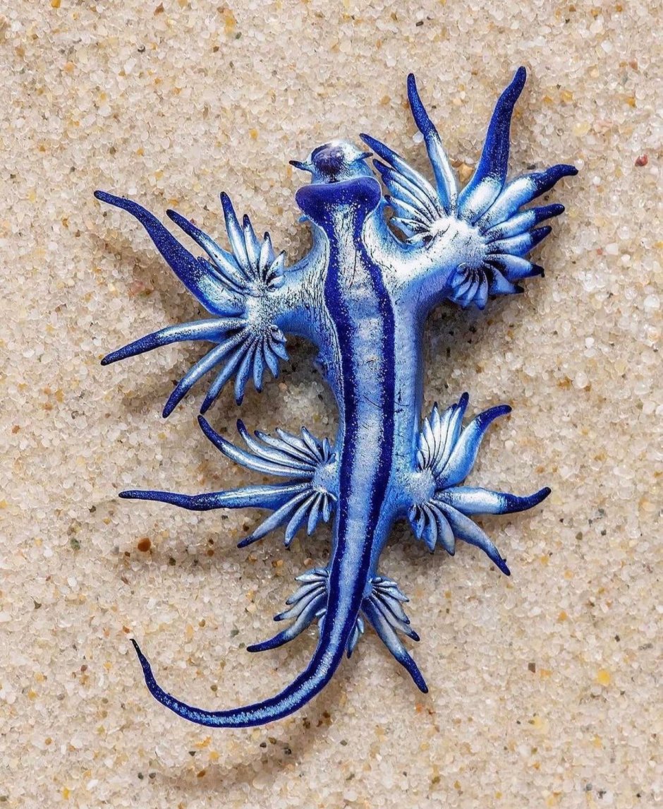 Glaucus Atlanticus дракон