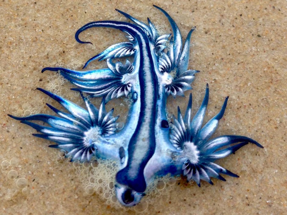 Голубой ангел (Glaucus Atlanticus)