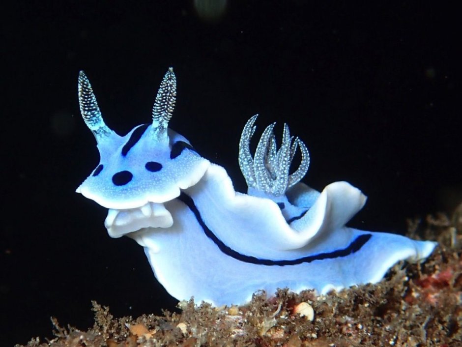 Голожаберные (Nudibranchia)