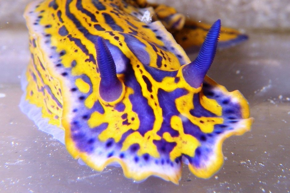 Glaucus Atlanticus яйца кладки
