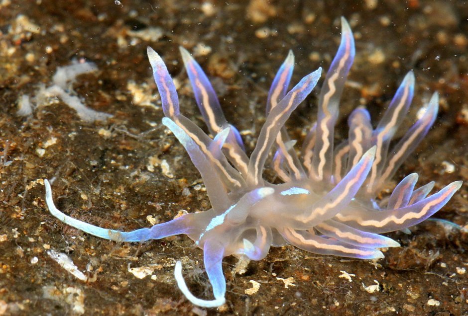 Голубой ангел (Glaucus Atlanticus)
