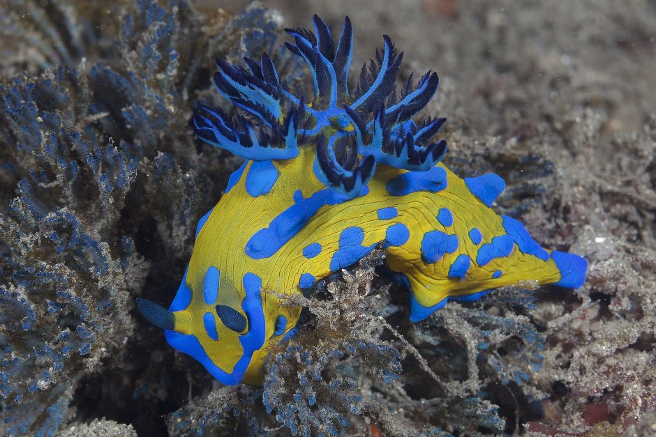 Glaucus Atlanticus синий дракон