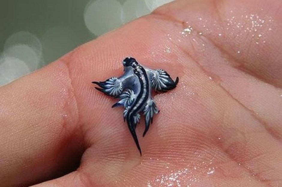 Pink Dorid nudibranch